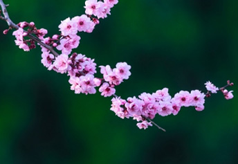 榆人梅